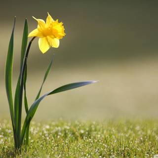 Narcissus flower wallpaper