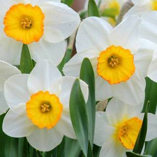 Narcissus flower wallpaper
