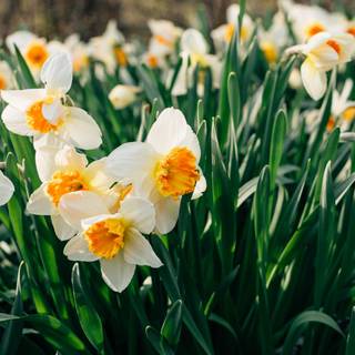 Narcissus flower wallpaper