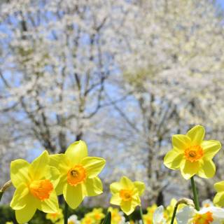 Narcissus flower wallpaper