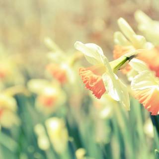 Narcissus flower wallpaper