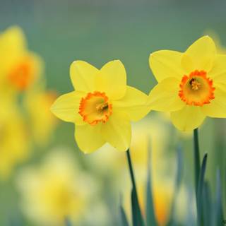 Narcissus flower wallpaper