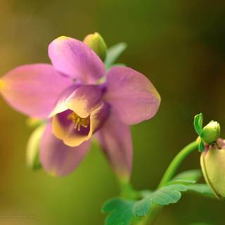 Narcissus flower wallpaper