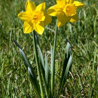 Narcissus flower wallpaper