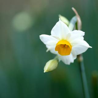 Narcissus flower wallpaper