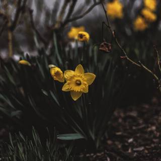 Narcissus flower wallpaper