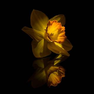 Narcissus flower wallpaper