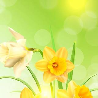 Narcissus flower wallpaper