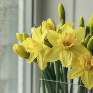 Narcissus flower wallpaper