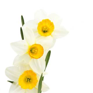 Narcissus flower wallpaper