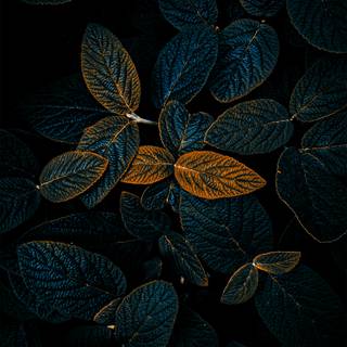 Mobile lockscreen wallpaper