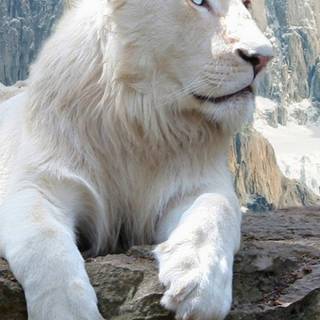 Albino lion iPhone wallpaper