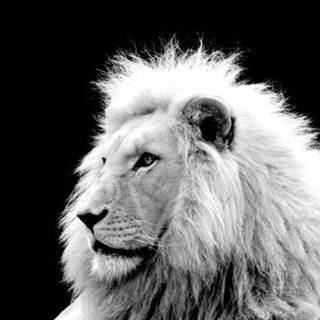Albino lion iPhone wallpaper