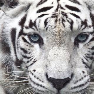 Albino lion iPhone wallpaper