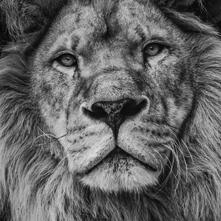 Albino lion iPhone wallpaper