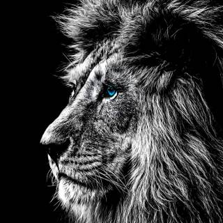 Albino lion iPhone wallpaper