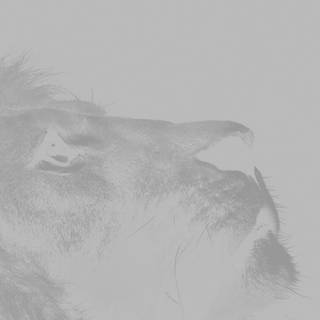 Albino lion iPhone wallpaper