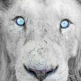Albino lion iPhone wallpaper