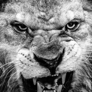 Albino lion iPhone wallpaper