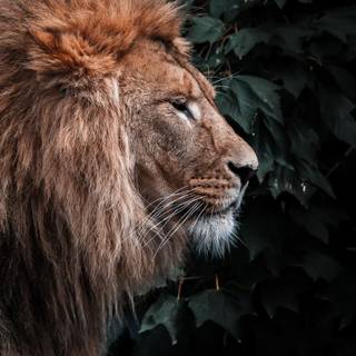 Lion 4k phone wallpaper