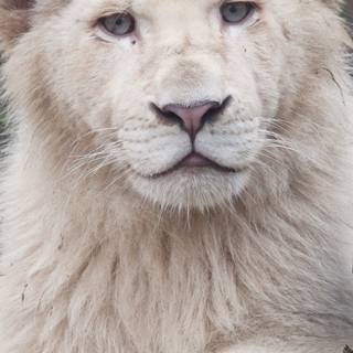 Albino lion iPhone wallpaper