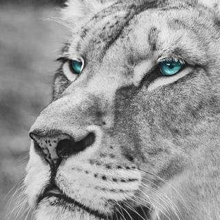 Albino lion iPhone wallpaper