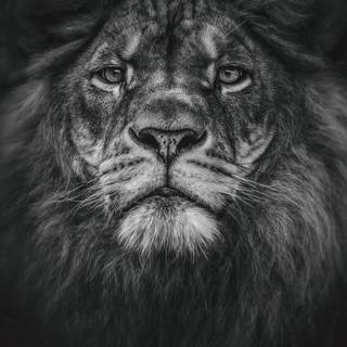 Albino lion iPhone wallpaper