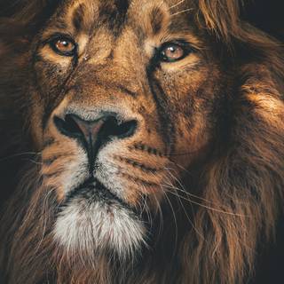 Lion 4k phone wallpaper