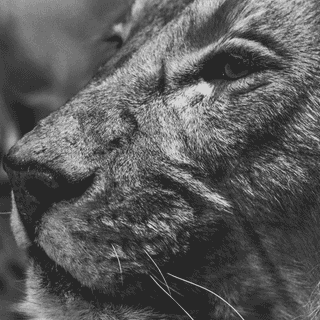 Albino lion iPhone wallpaper