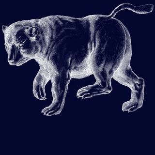 Ursa Major wallpaper