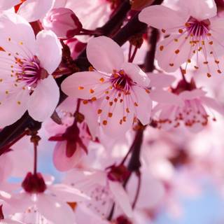 Flower desktop 4k wallpaper