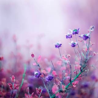 Flower desktop 4k wallpaper