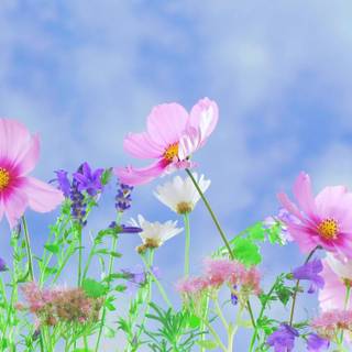 Flower desktop 4k wallpaper