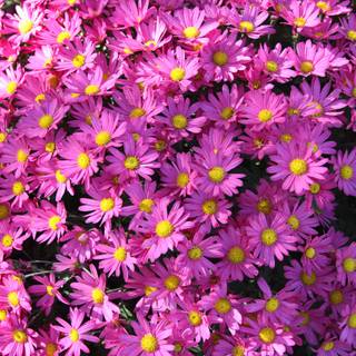 Flower desktop 4k wallpaper