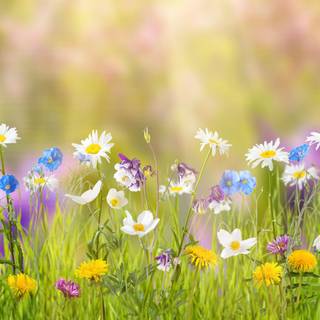 Flower desktop 4k wallpaper