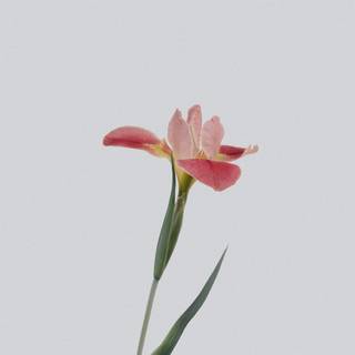 Flowers and plants wallpaper