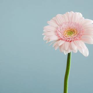 Simple flowers spring wallpaper