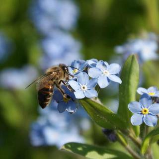 Bee summer wallpaper