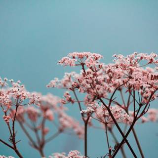 Simple flowers spring wallpaper