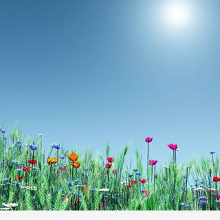 Simple flowers spring wallpaper
