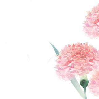 Simple flowers spring wallpaper