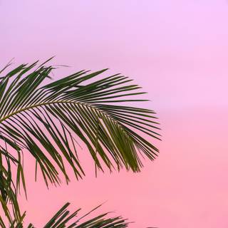 Summer 4k phone wallpaper