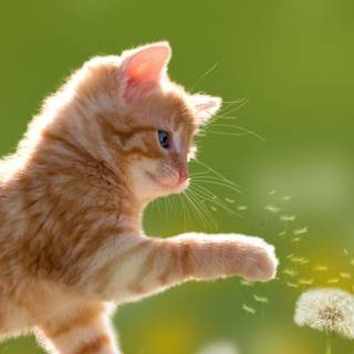 Spring cat phone wallpaper