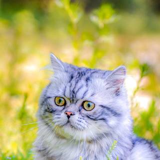 Spring cat phone wallpaper