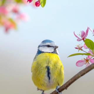 Spring animals iPhone wallpaper