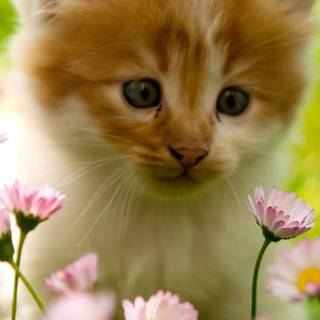 Spring cat phone wallpaper