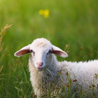 Spring animals iPhone wallpaper