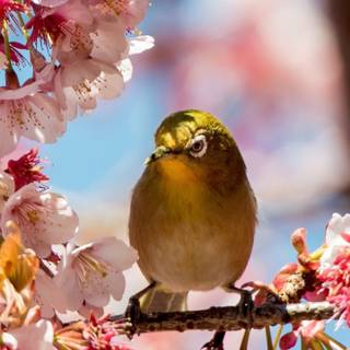 Spring animals iPhone wallpaper