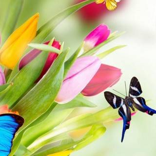 Spring animals iPhone wallpaper