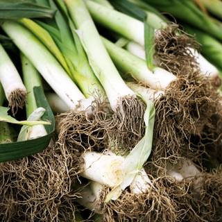 Leek wallpaper